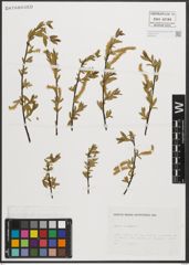 Foto von Salix triandra L.